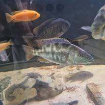 Malawi Cichlids