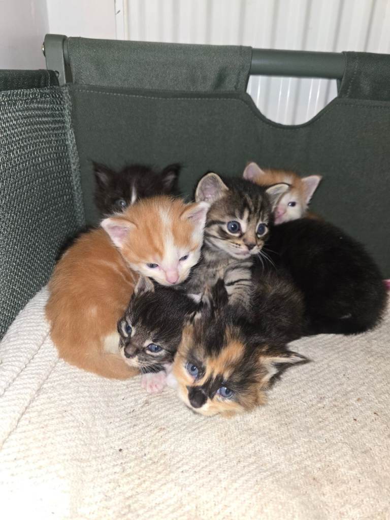 image for Maine Coon cross kittens