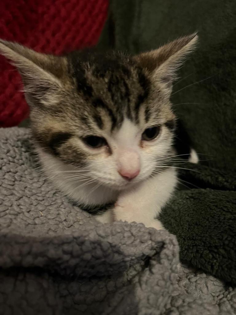 Gorgeous kittens looking for new home 