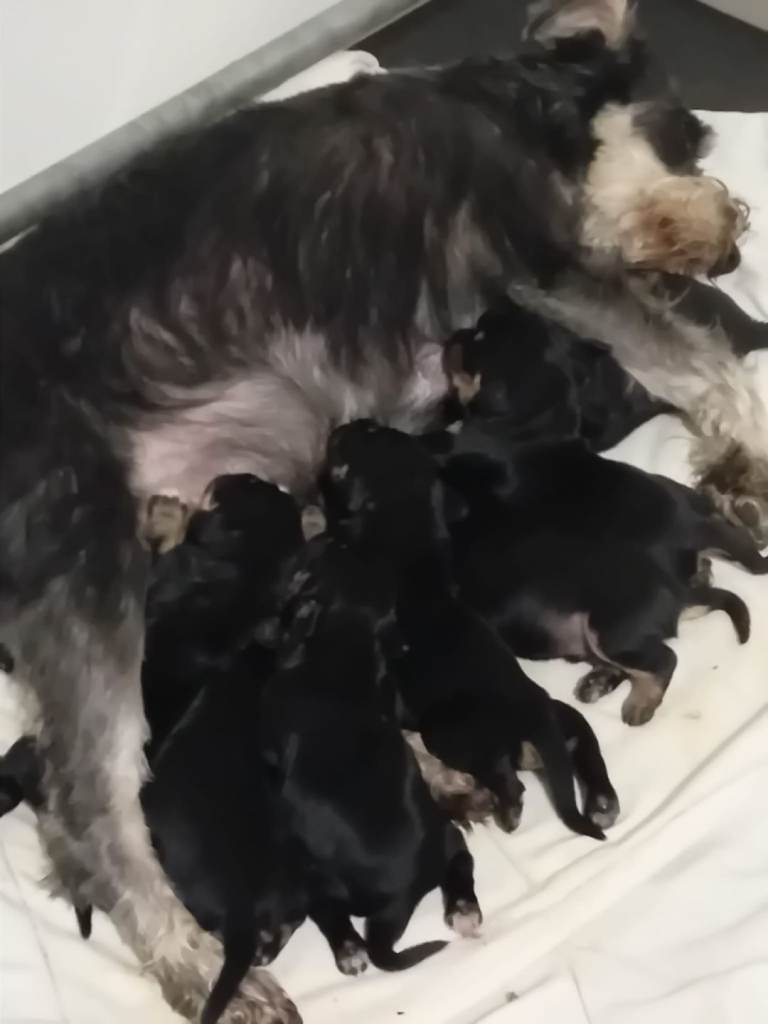 King schnauzer puppies 