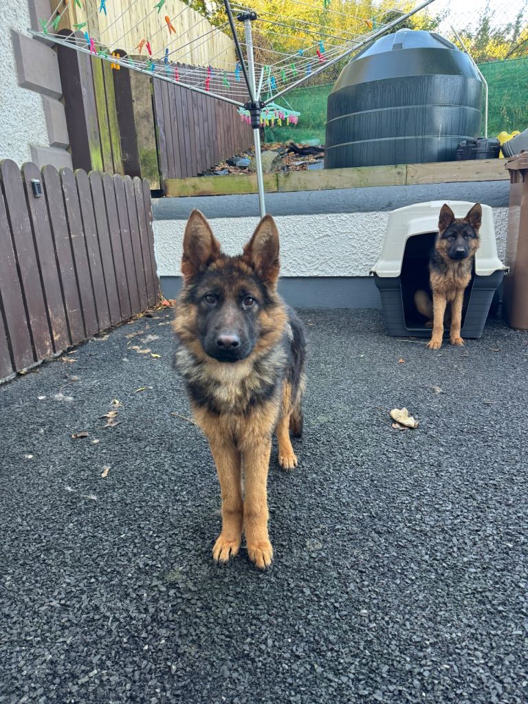 2 Pedigree German shepherds 