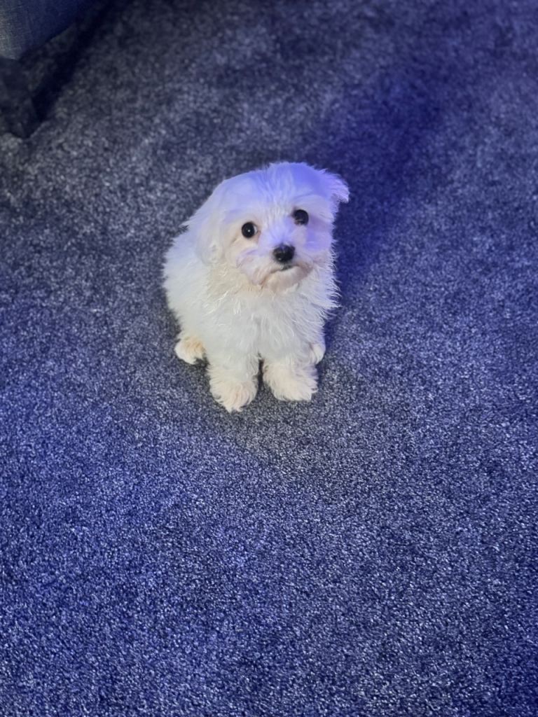 ✨ Stunning Maltese Boy Puppy – Ready Now ✨