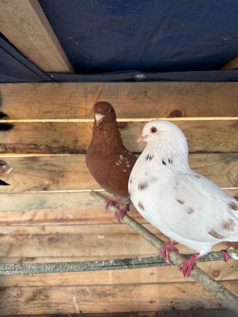 Mixed pigeons 
