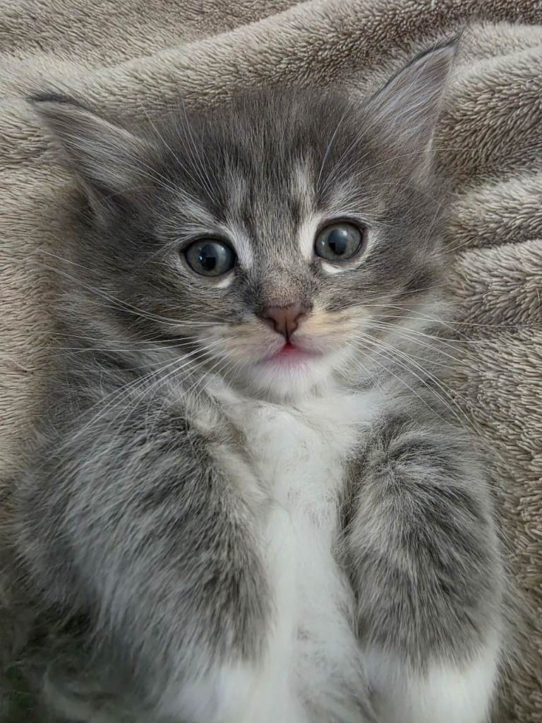 Stunning Fluffy Grey Ragdoll Cross Kitten – £575 – Glasgow