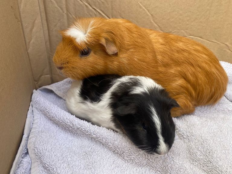 Various Guinea pigs