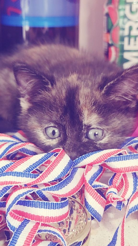 Tabby kittens - LAST 2 AVAILABLE