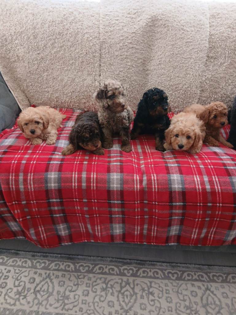 Beautiful cavapoo puppies 