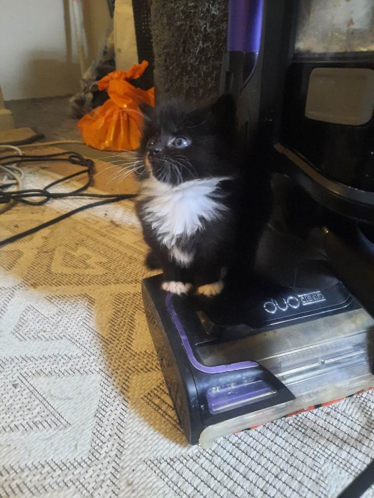 A very beautiful and wonderful cat.  Friendly and gentle with children.