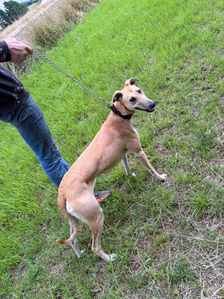 Lurcher pup 