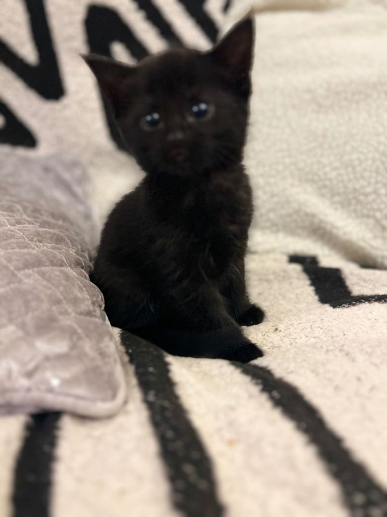 Kittens 