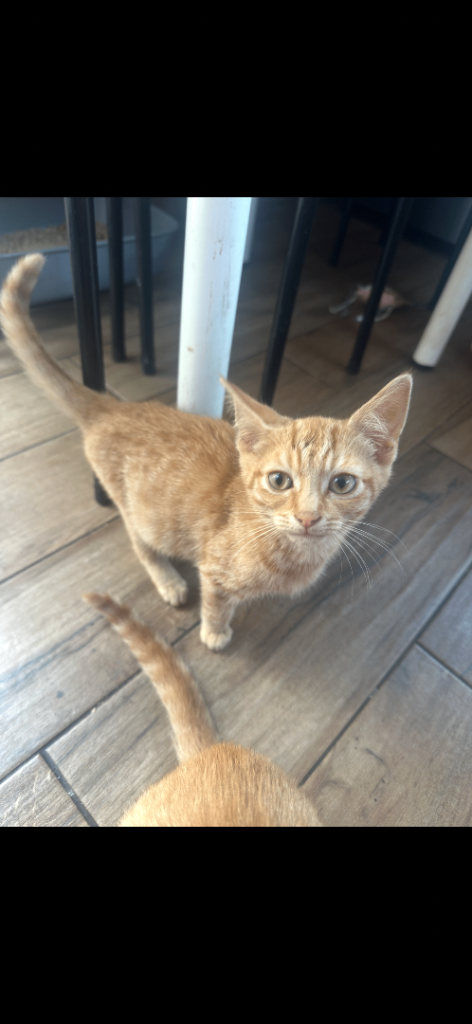 Kitten for sale looking for a forever home🥰