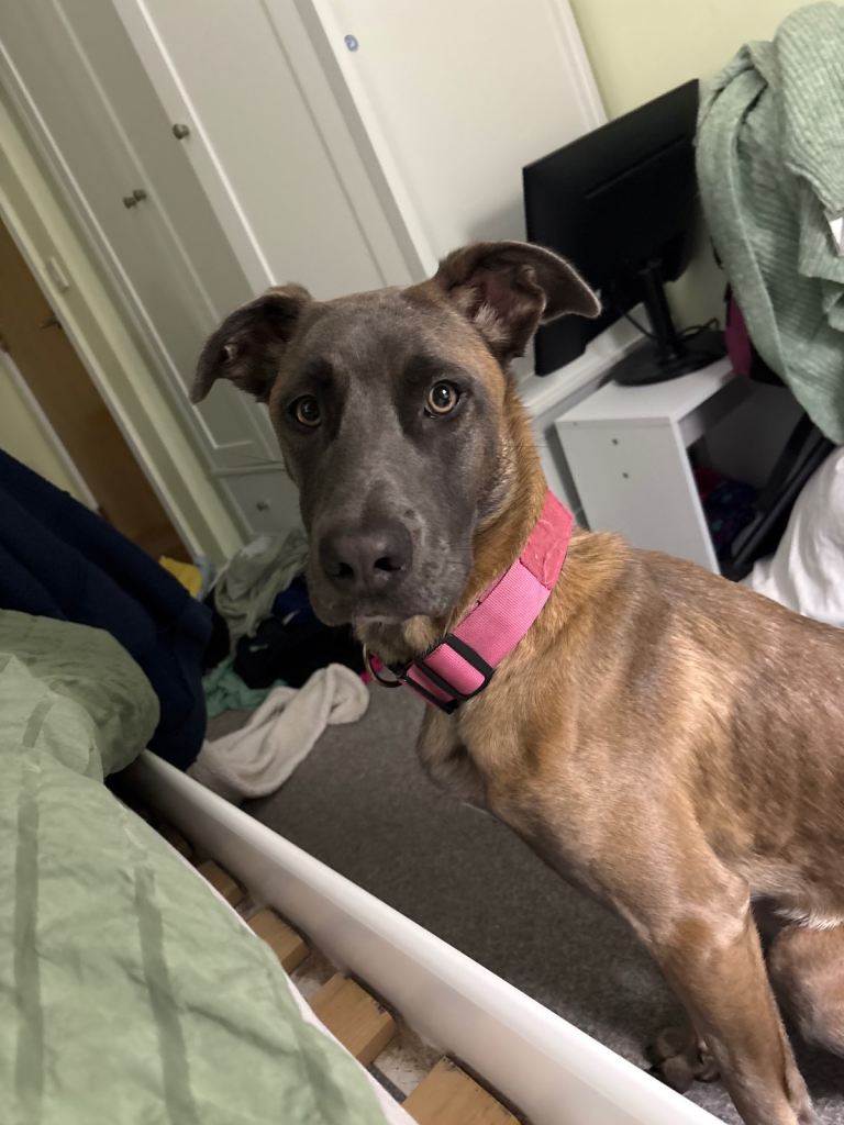 Kali needs a new home 