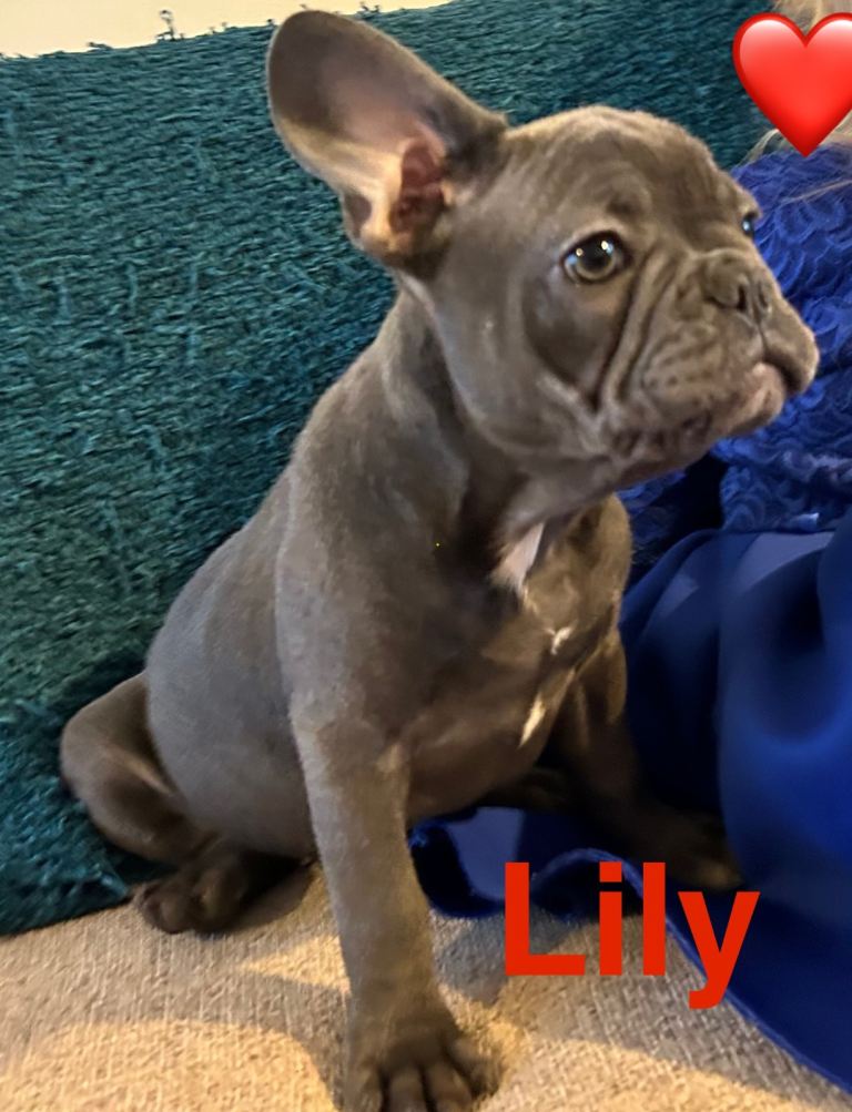  French Bulldog Blue Girl 14 weeks old