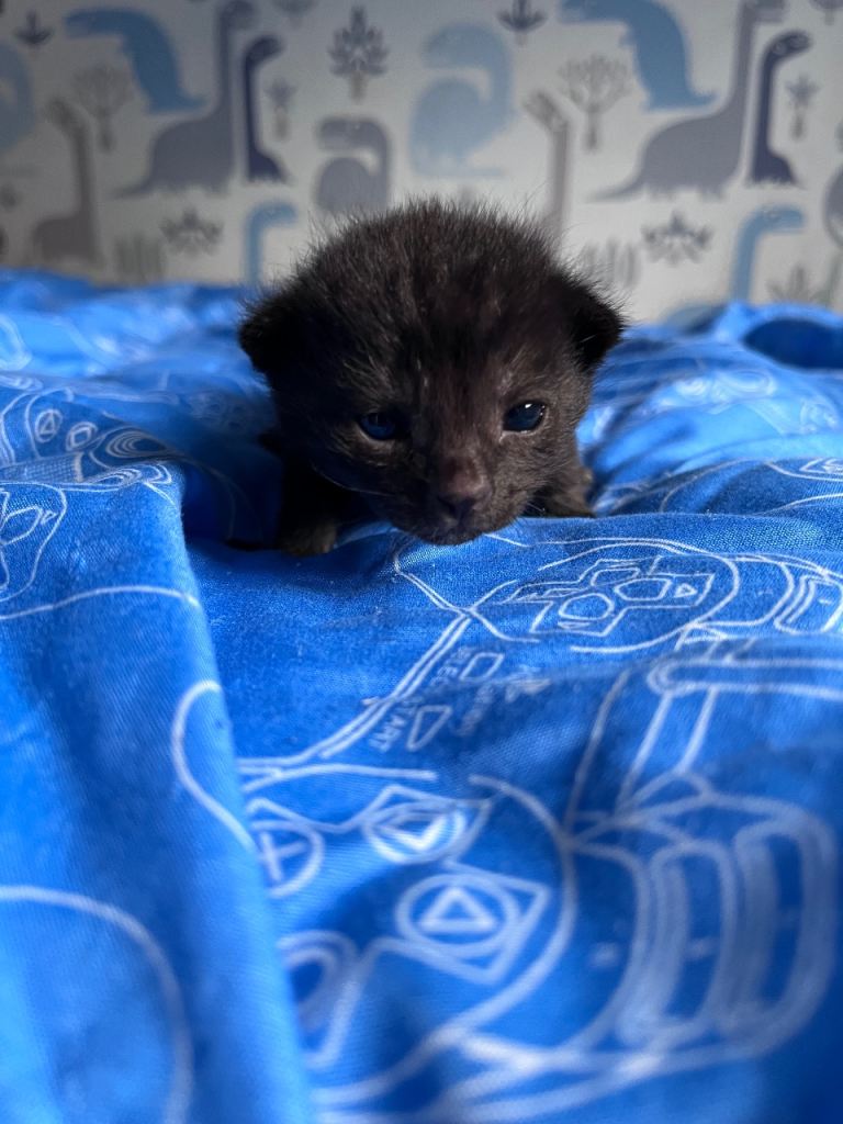Gorgeous kittens for sale