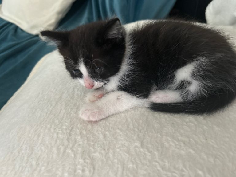 Kitten