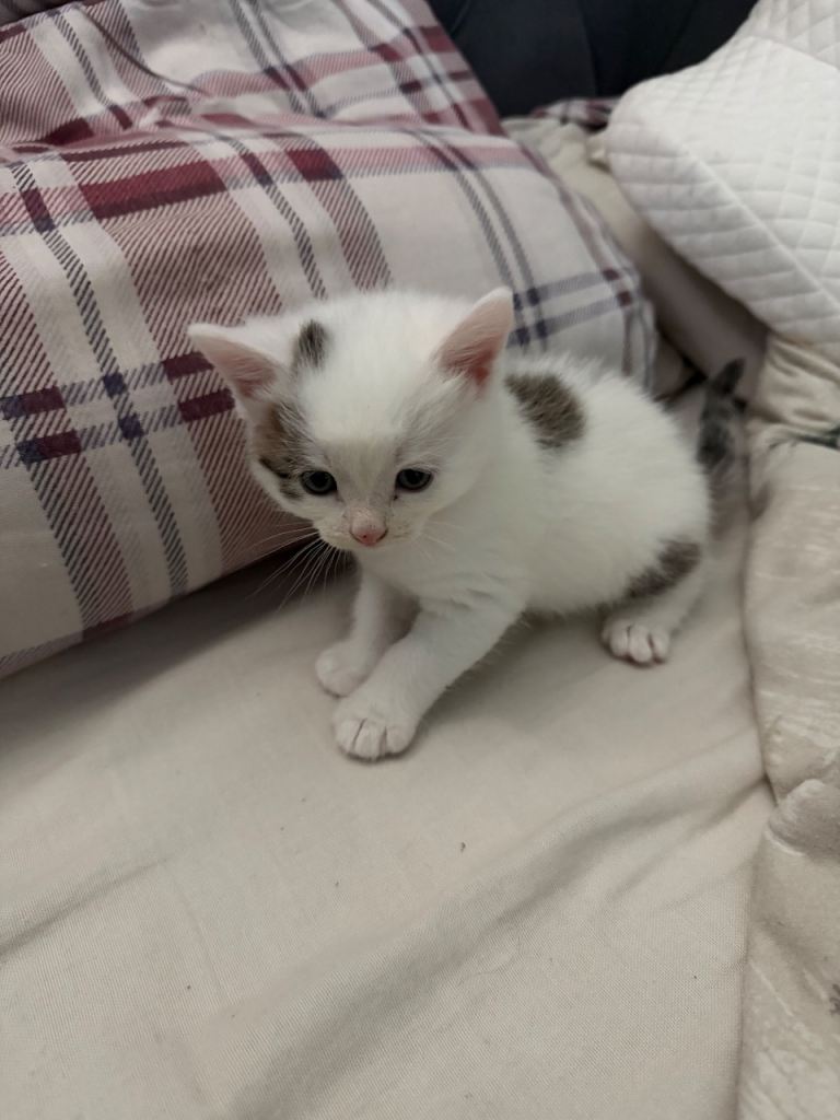 Kittens for sale