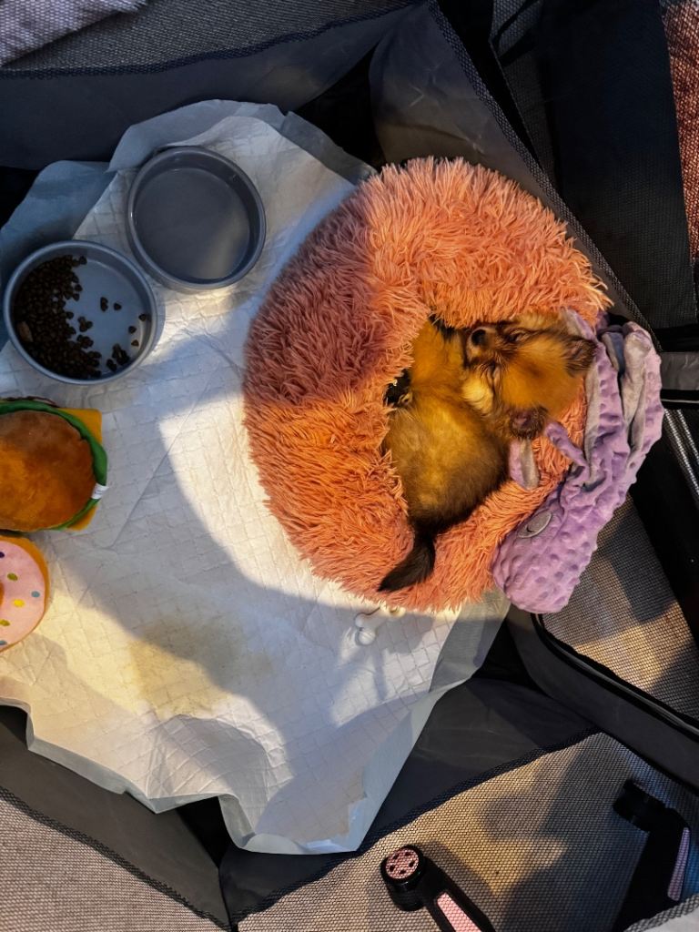 Cute Pomeranian puppy