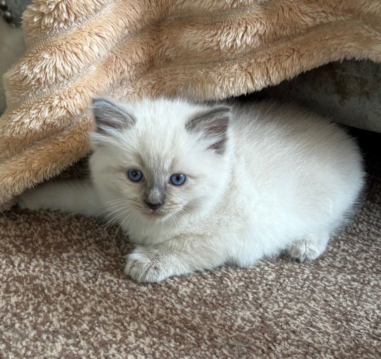 Ragdoll kittens 