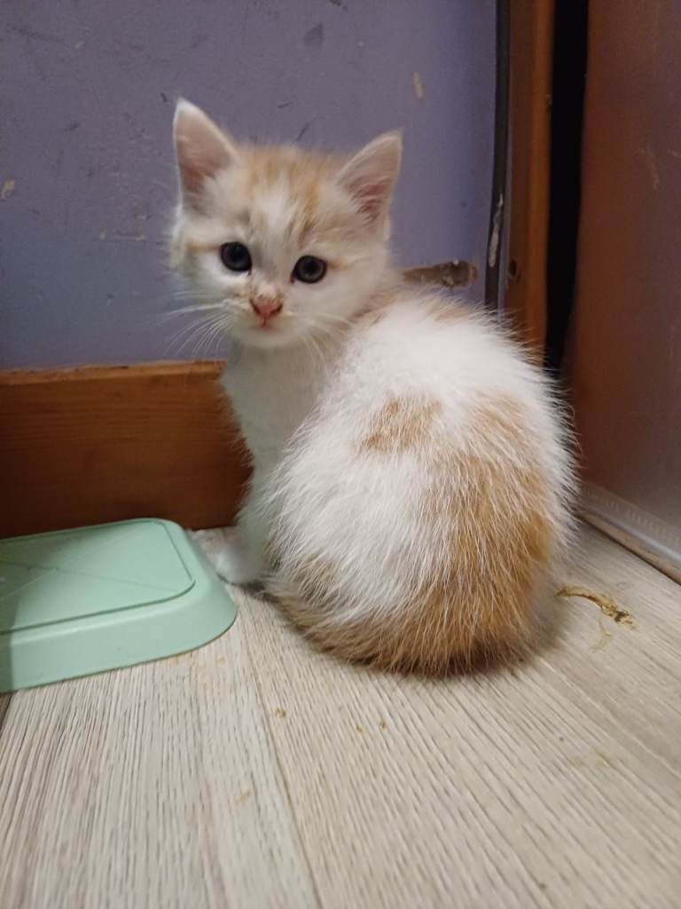 2 Siberian 8 week kittens[b/g]
