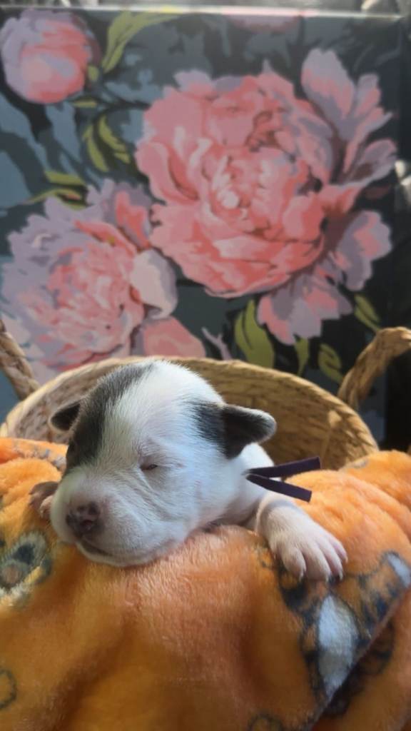 Bully cross puppies 