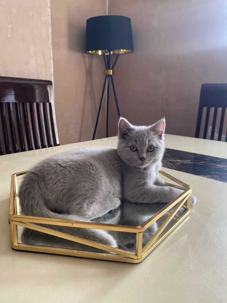 British shorthair female cat 