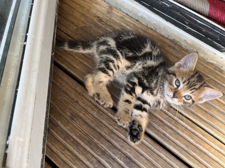 Adorable Kittens Looking for Loving Homes! 🐱❤️
