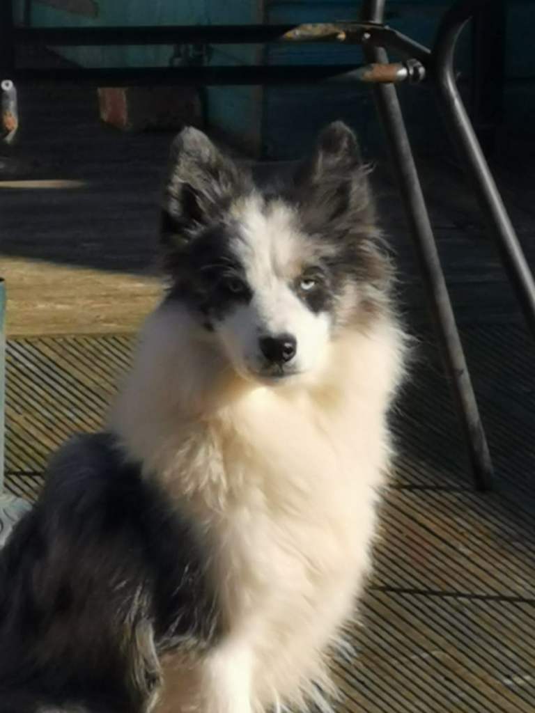 Beautiful Collie X Samoyed 