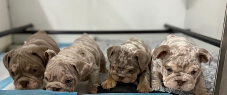 READY NOW! KC English bulldog puppies