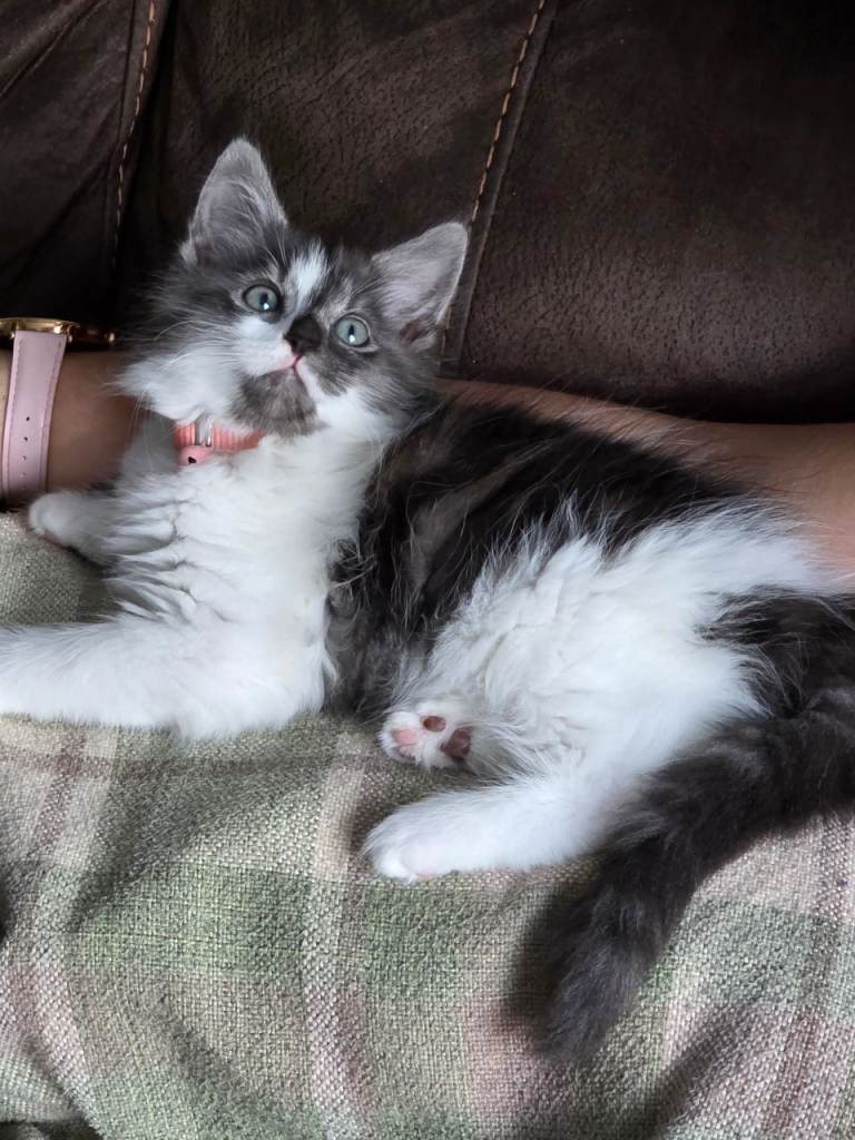 Stunning persian x bristish shorthair 