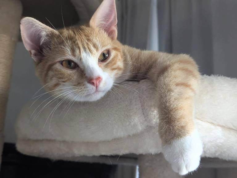 CHASE a 6 months old Ginger Boy Cat 