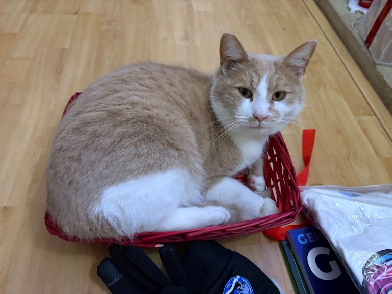 3 yr old Ginger & White Boy looking for new home