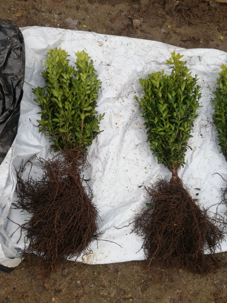 Box Hedging - Bareroot 