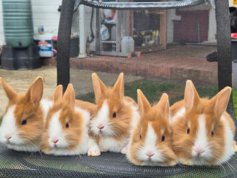 Rabbits for Sale