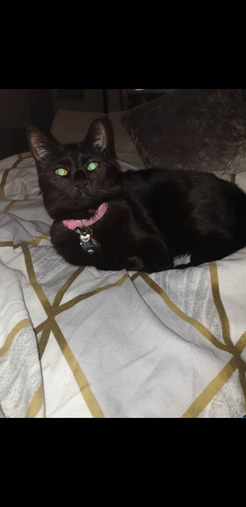 Female Cat