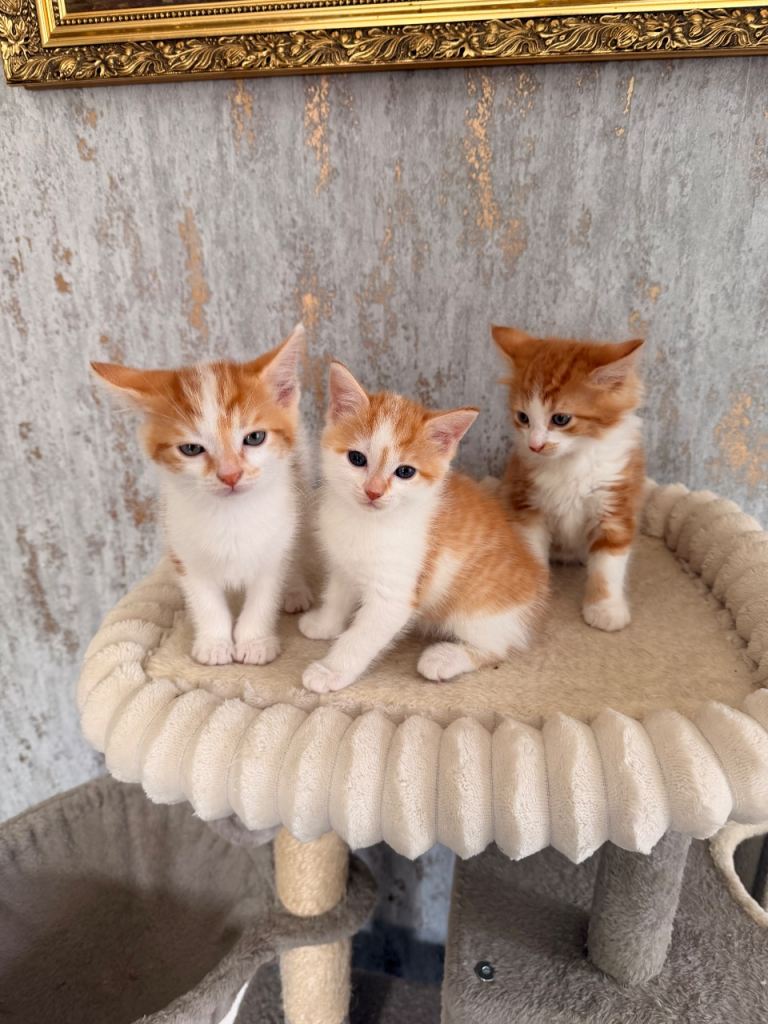 3 beautiful ginger and white  boy kittens for sale 