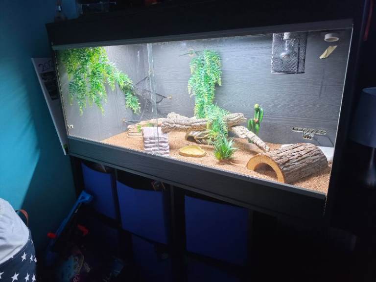 Vivarium + gecko 