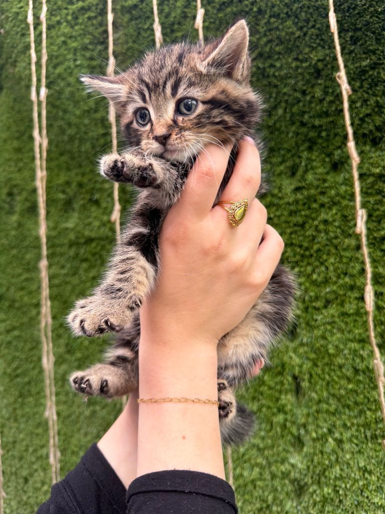 Kittens