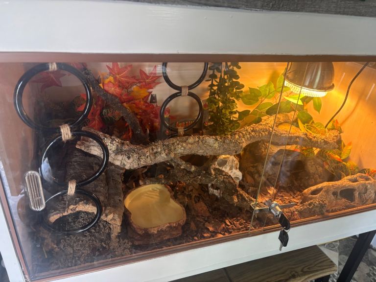 Full set up and yellow morph 