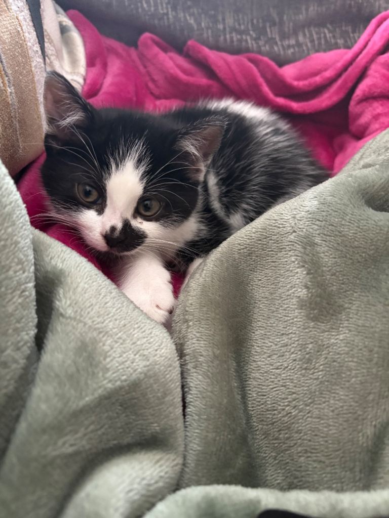 Male kitten 9weeks old