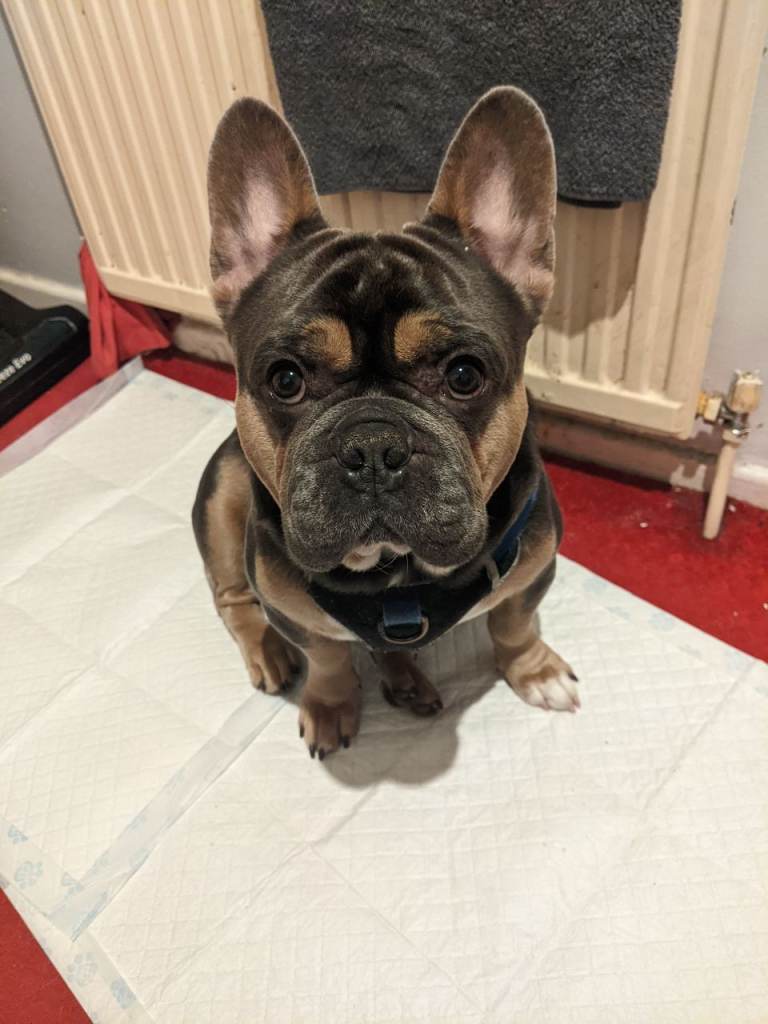 Male Frenchie