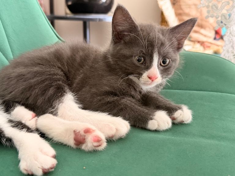 Adorable Kittens Looking for Their Forever Homes !