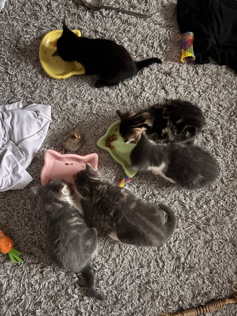 4 beautiful kittens for sale🥰