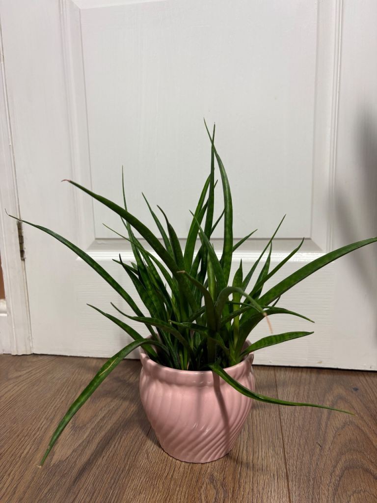  Sansevieria Plant