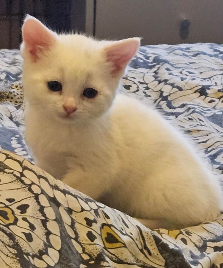 Kittens - Available 