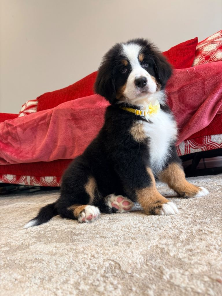 Bernese mountain puppy’s 