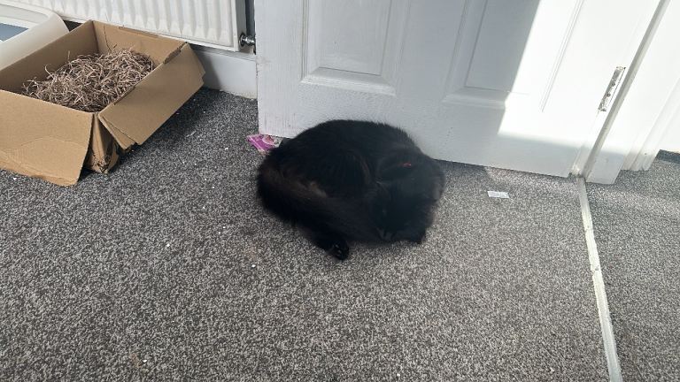 Cat finding a new forever home