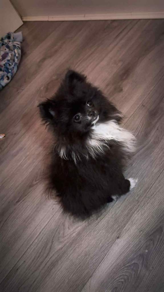 Tiny Pomeranian girl