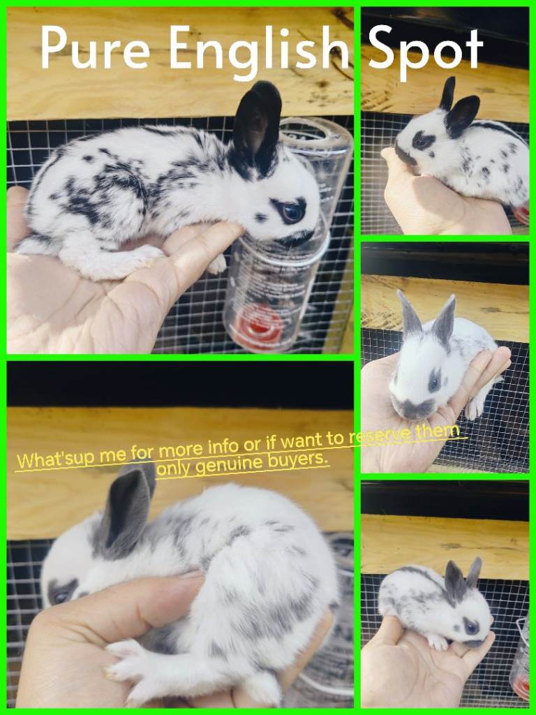 Pure English spot rabbit babies 