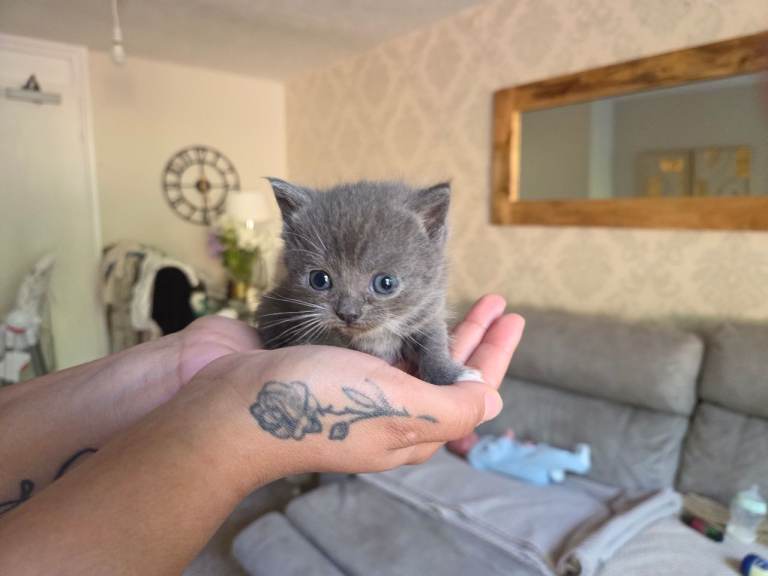 BRITISH SHORTHAIR X KITTENS