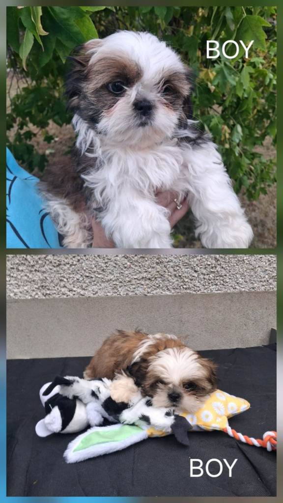Beautiful Shih Tzu puppies in Cookstown